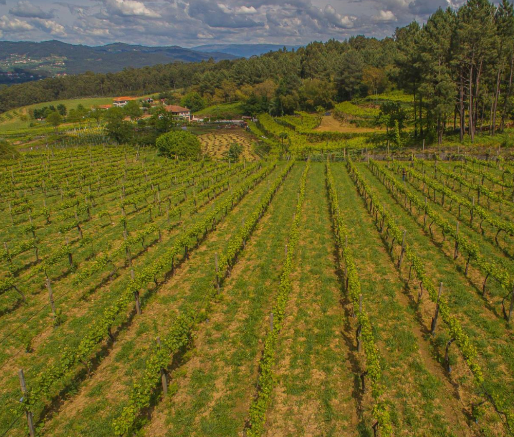 Quinta da Palmirinha